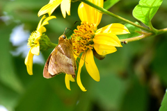 Aguna asander asander