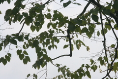 Tilia americana heterophylla