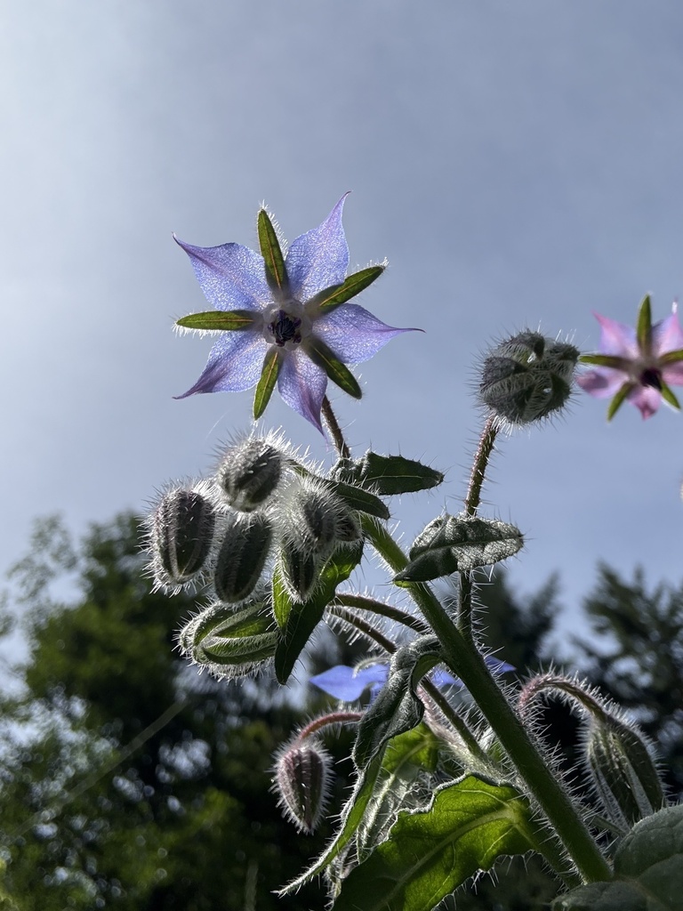 Borago officinalis