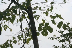 Tilia americana heterophylla