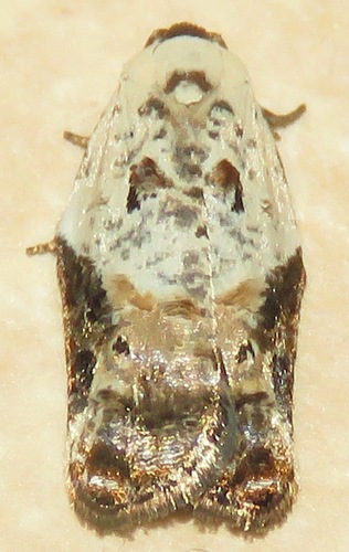 Snowy-shouldered Acleris Moth