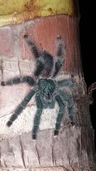 Avicularia avicularia