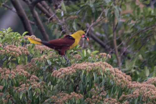 Olive Oropendola (Psarocolius bifasciatus), photo 5