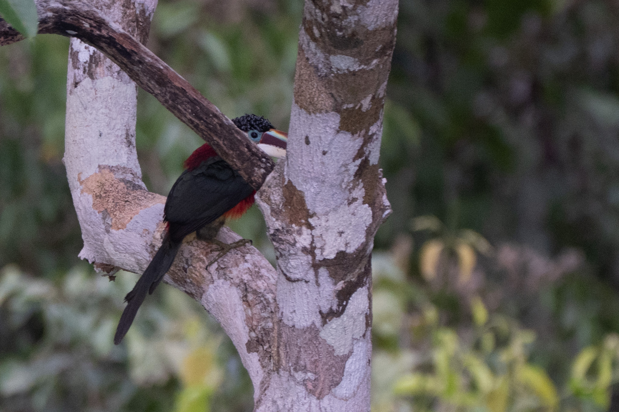 Curl-crested Aracari (Pteroglossus beauharnaisii), photo 1