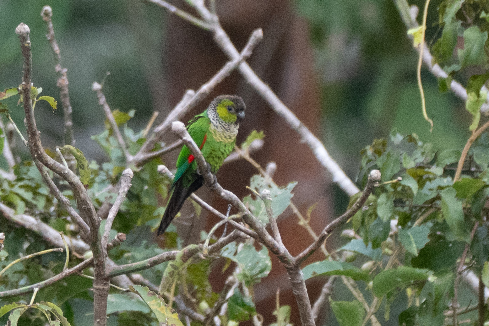 Black-capped Parakeet (Pyrrhura rupicola), photo 4