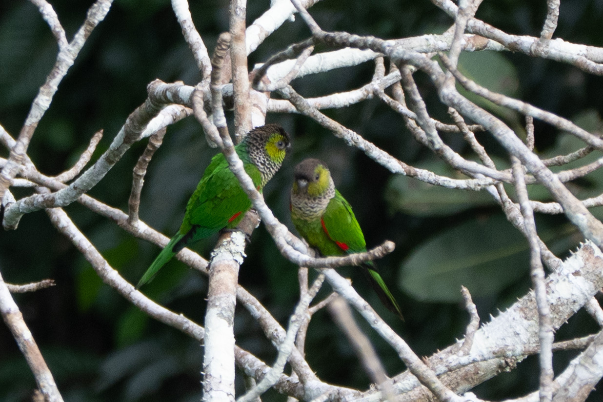 Black-capped Parakeet (Pyrrhura rupicola), photo 3