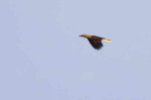 Olive Oropendola (Psarocolius bifasciatus), photo 6