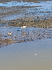 Limosa