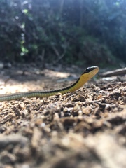 Chironius bicarinatus