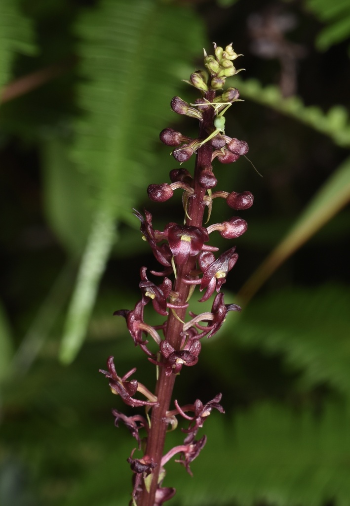 Crepidium purpureum