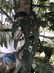Monstera siltepecana