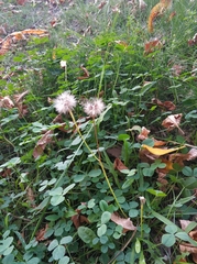 Scorzoneroides autumnalis