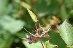 Rubus pedunculosus