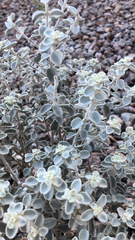 Tidestromia suffruticosa