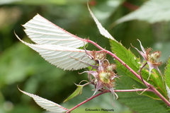 Rubus pedunculosus