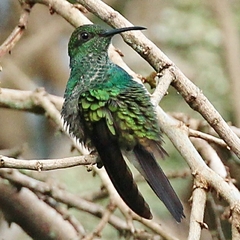 Chalybura buffonii