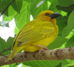 Ploceus subaureus subaureus