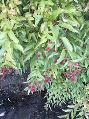 Cephalanthus occidentalis
