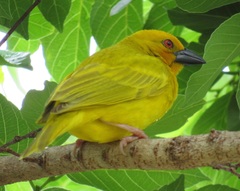 Ploceus subaureus subaureus