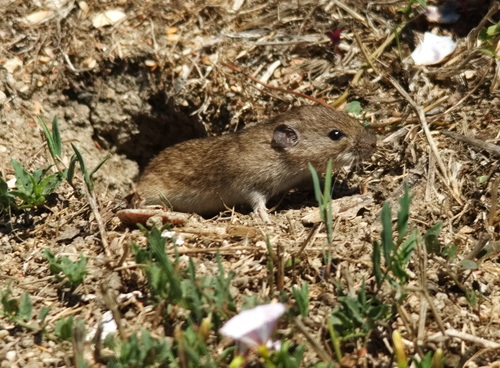 Social Vole