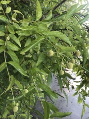 Cephalanthus occidentalis