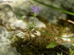Campanula rhodensis