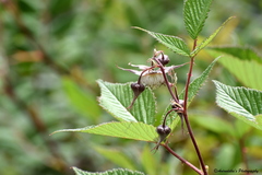 Rubus pedunculosus