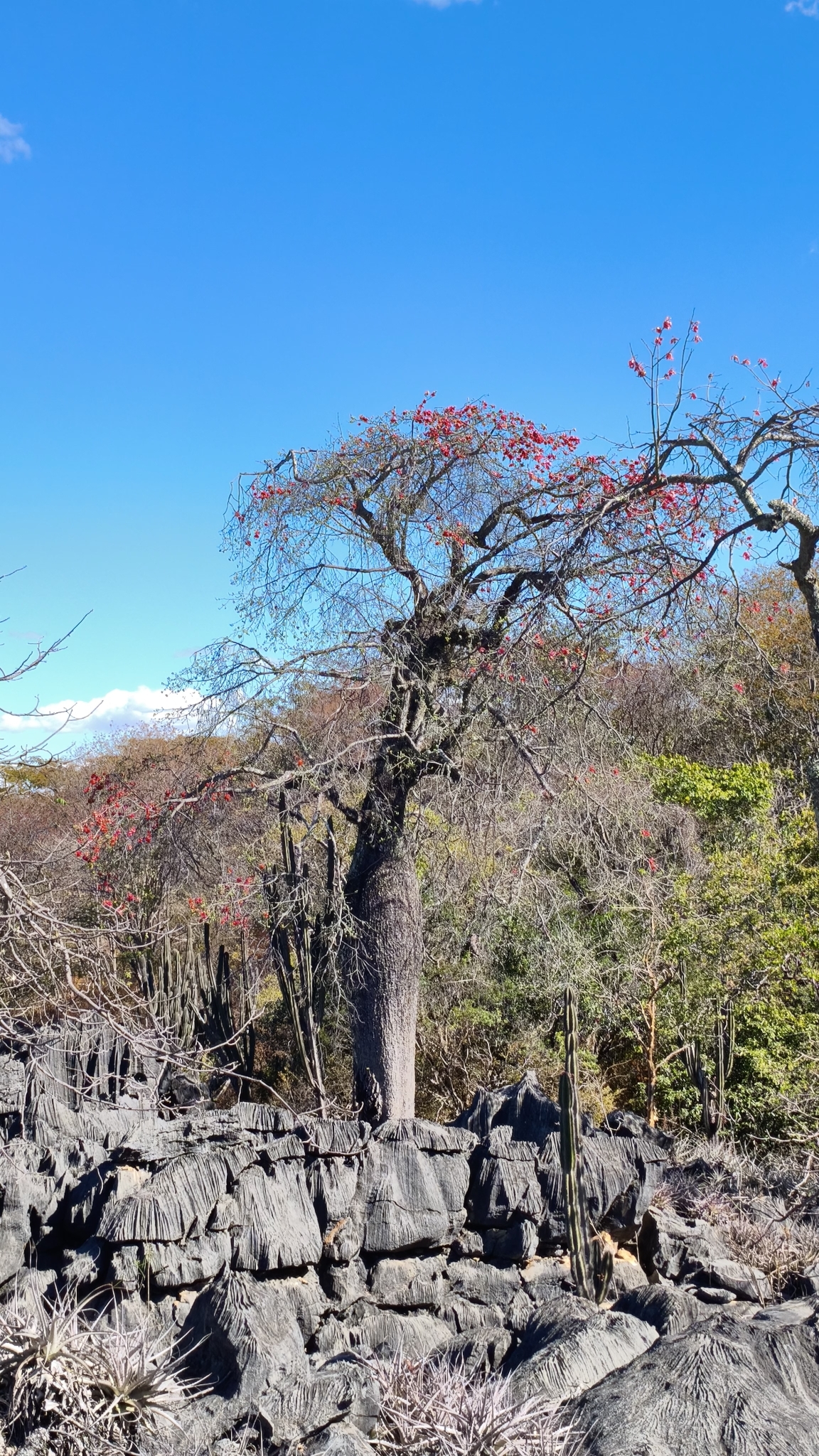 Ceiba rubriflora Carv.-Sobr. & L.P.Queiroz 4