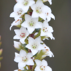 Epacris pauciflora