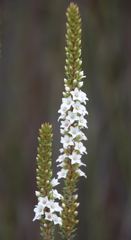 Epacris pauciflora