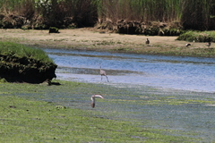 Ardea herodias herodias