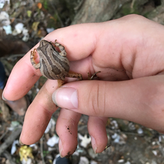 Pseudacris triseriata