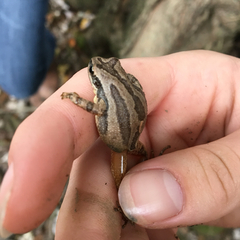 Pseudacris triseriata