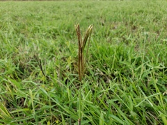 Eustachys petraea