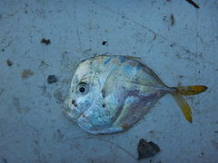 Selene setapinnis