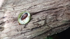 Manilkara bidentata