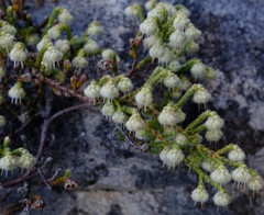 Erica senilis