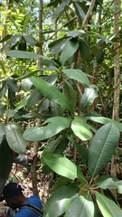 Manilkara bidentata, photograph (c) Mario Guzmán, some rights reserved (CC BY)