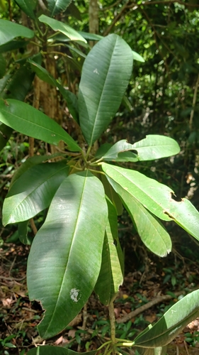 Manilkara bidentata, photograph 2