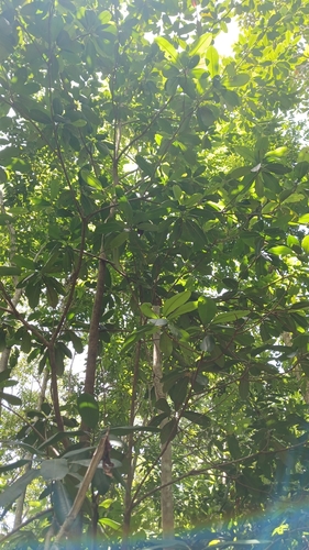 Manilkara bidentata, photograph 3