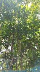 Manilkara bidentata, photograph (c) Mario Guzmán, some rights reserved (CC BY)