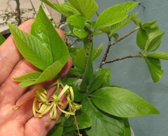 Turraea floribunda