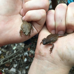 Pseudacris triseriata