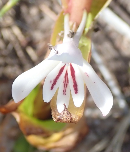 Image of Satyrium longicolle by (c) Nicola van Berkel, some rights reserved (CC BY-SA)