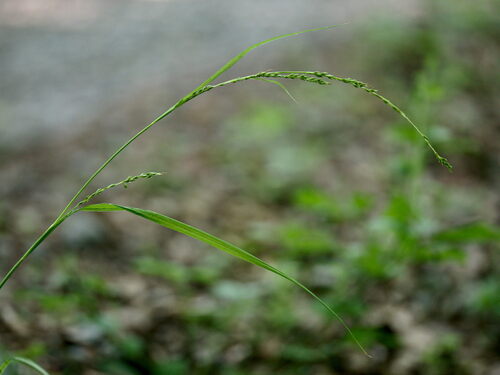 thin-spiked wood sedge (Carex strigosa)