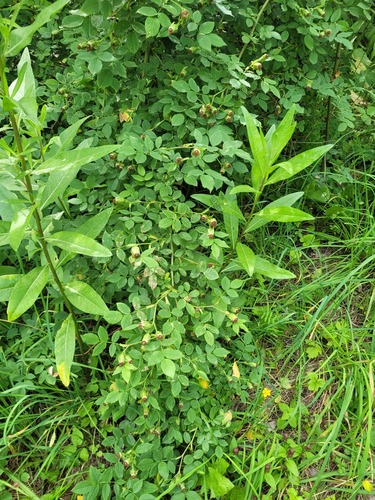 Наблюдение на iNaturalist