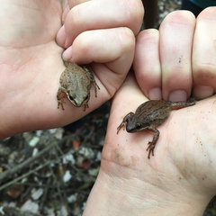 Pseudacris triseriata