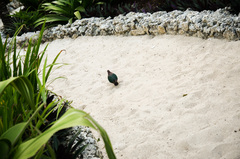 Chalcophaps longirostris