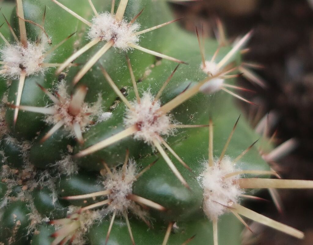 Cactus Mealybug