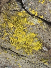 Chrysothrix granulosa